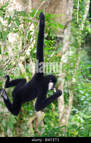 Cina - bianco-cheeked gibbon Foto Stock