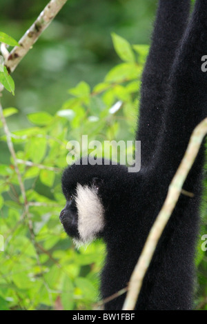 Cina - bianco-cheeked gibbon Foto Stock