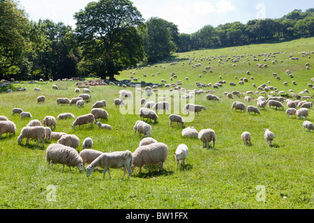 Un campo di pecore al pascolo a Aber villaggio, a sud di West Calder-su-Usk, POWYS, GALLES Foto Stock