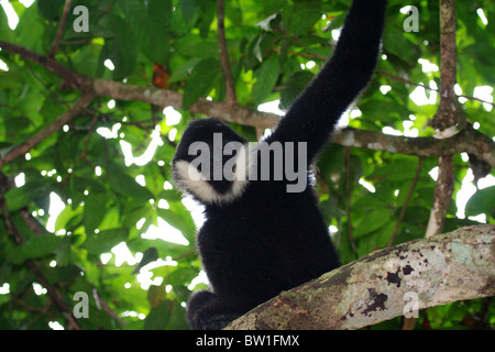 Cina - bianco-cheeked gibbon Foto Stock