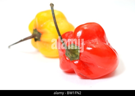 Primo piano di rosso e giallo habanero peppers isolati su sfondo bianco. Foto Stock