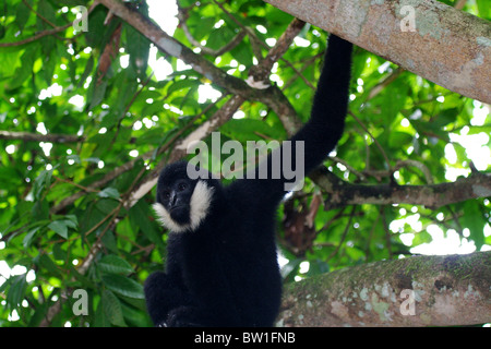 Cina - bianco-cheeked gibbon Foto Stock