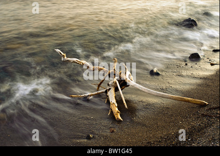 Lavate il legno deriva sulla spiaggia presso la baia di Edremit, Assos, Canakkale, Turchia Foto Stock
