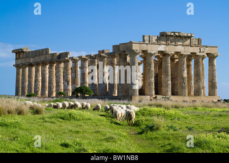 Pecore alimentazione nella parte anteriore del tempio e di Selinunte. Foto Stock