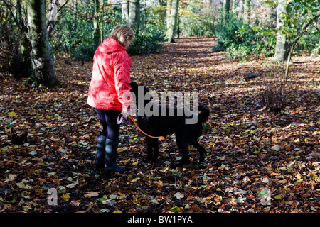 Signora in rosso cappotto utilizza un flinger di buttare la palla per il suo Labradoodle cane da caccia in una soleggiata "bluebell legno " a Grappenhall Heys Foto Stock