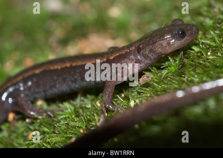 Gold-striped salamander (Chioglossa lusitanica) Foto Stock
