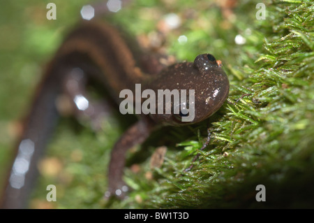 Gold-striped salamander (Chioglossa lusitanica) Foto Stock