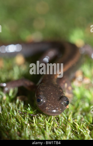 Gold-striped salamander (Chioglossa lusitanica) Foto Stock