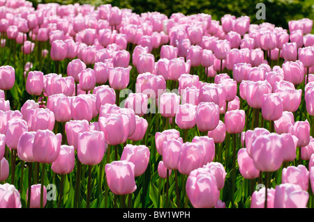 Tulip colorati fiori che fioriscono in primavera. Foto Stock