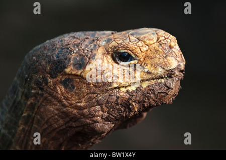 Isole Galapagos, Ecuador. La tartaruga gigante (Geochelone nigra), Charles Darwin Research Station, Puerto Ayora, Isla Santa Cruz. Foto Stock