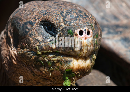 Isole Galapagos, Ecuador. La tartaruga gigante (Geochelone nigra), Charles Darwin Research Station, Puerto Ayora, Isla Santa Cruz. Foto Stock