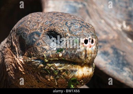 Isole Galapagos, Ecuador. La tartaruga gigante (Geochelone nigra), Charles Darwin Research Station, Puerto Ayora, Isla Santa Cruz. Foto Stock