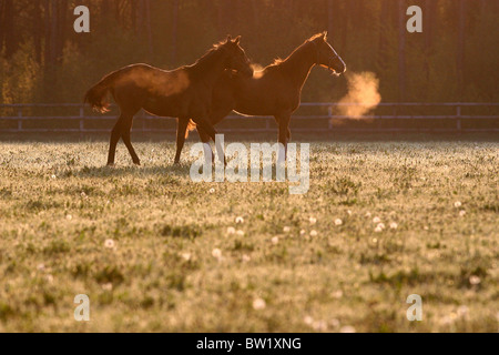 Cavalli su un pascolo al mattino Foto Stock