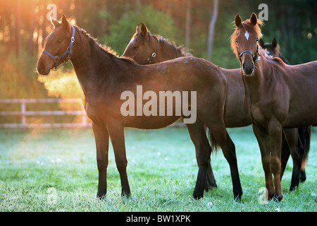 Cavalli su un pascolo al mattino Foto Stock