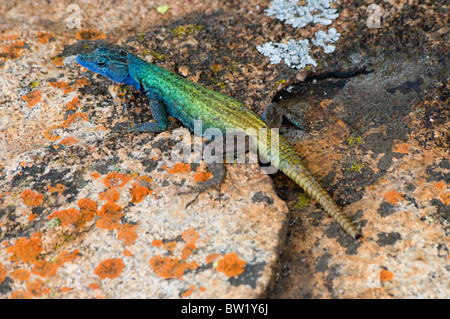 Platysaurus broadleyi, anche comunemente noto come Augrabies flat lizard, nel Matobo National Park, Zimbabwe Foto Stock