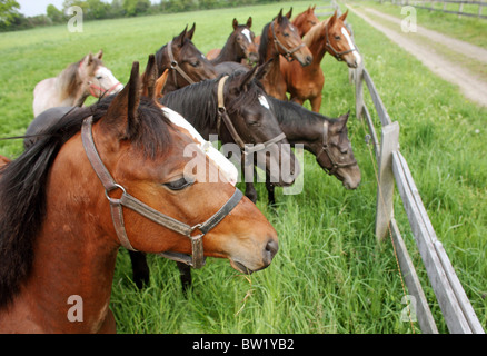 Cavalli su un pascolo Foto Stock