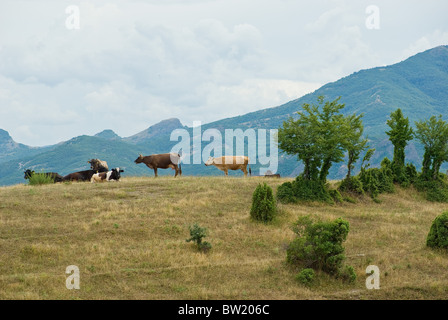 Mandria di mucche pascolare liberamente nei monti Rodopi Bulgaria Foto Stock