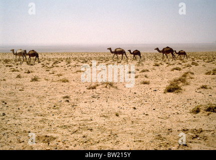 Arabia Saudita cammelli selvatici Foto Stock