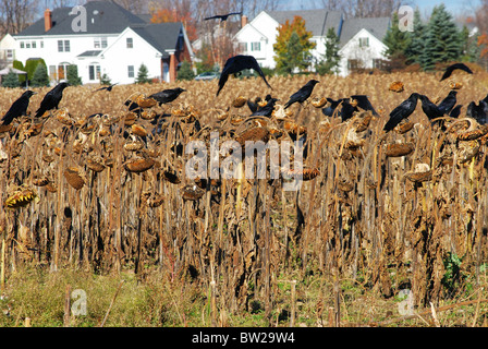 I corvi pick oltre i girasoli in un giorno di novembre. Foto Stock