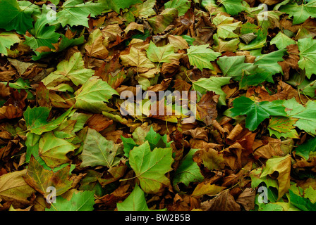 Caduto foglie di acero in autunno. Dorset, Regno Unito Ottobre 2008 Foto Stock