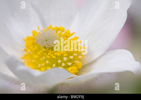 Una singola bianco "Pasque flowerhead - Pulsatilla vulgaris "Alba", pasqueflower Foto Stock