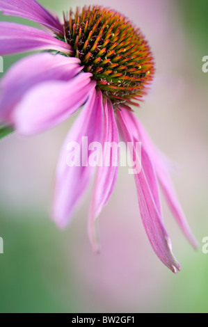 Un singolo purple coneflower - Echinacea purpurea Foto Stock