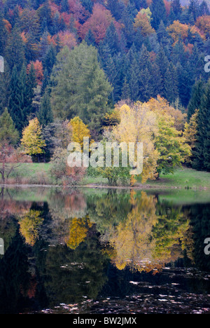 Bosco di larici e castagni in autunno con il lago incantato Foto Stock