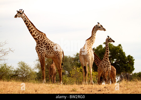 Famiglia di MAASAI GIRAFFE ( Giraffa camelopardalis tippelskirchi ) Selous Parco Nazionale della Tanzania Foto Stock