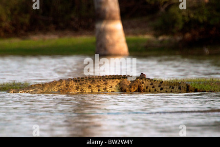 Coccodrillo DEL NILO ( Crocodylus niloticus ) Selous Parco Nazionale della Tanzania Foto Stock