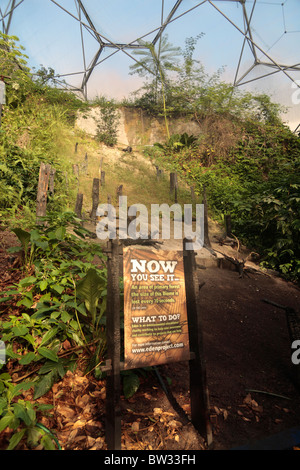 Interno della foresta pluviale tropicale Biome Eden Project Cornwall Regno Unito presentano mostrante la distruzione della foresta di pioggia per l agricoltura Foto Stock