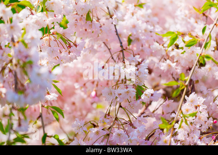 Ciliegio ornamentale blossoms Foto Stock