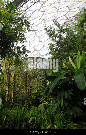 Interno della foresta pluviale tropicale Biome Eden Project Cornwall Regno Unito Foto Stock