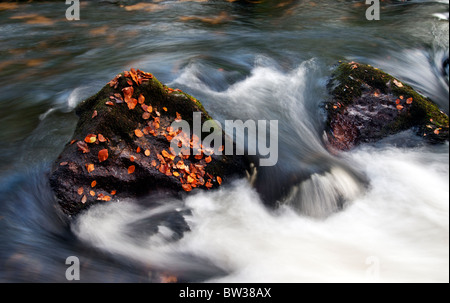 Caduto Foglie di autunno a Golitha cade sul fiume Fowey vicino, Liskeard Cornwall Foto Stock