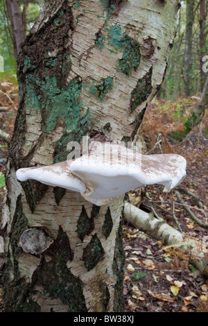 Birch Polypore - Razor strop fungo - Piptoporus betulinus Foto Stock