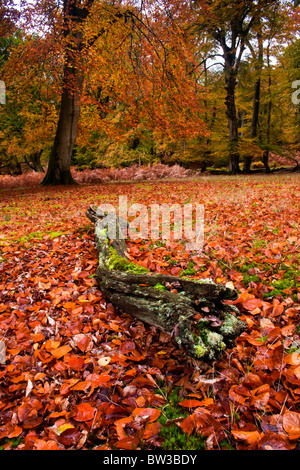 I colori autunnali nella nuova foresta Foto Stock