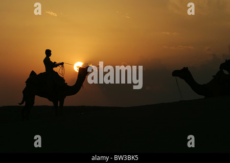 Cammelli al tramonto a Sam, vicino a Jaisalmer, Rajasthan, India Foto Stock