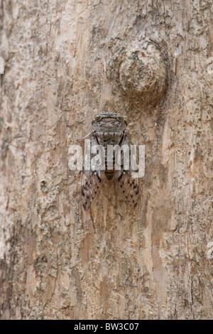 Cicala beetle sulla corteccia di albero Foto Stock