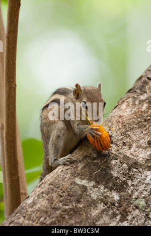 Il governo dello Sri Lanka tree squirrel mangiare la frutta Foto Stock