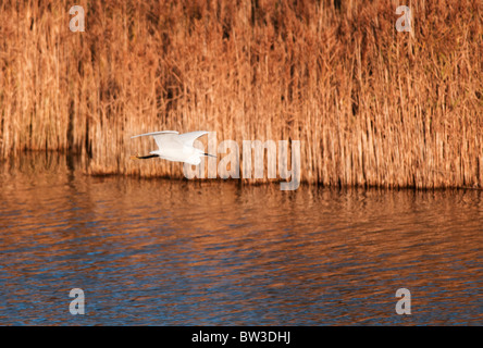 Garzetta in volo a Snettisham Norfolk Foto Stock