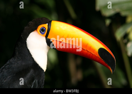 Colorato Tucan ritratto, lascia in background Foto Stock