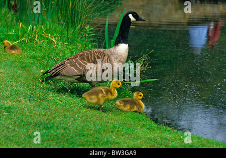 Una femmina di Canada Goose con pulcini sul bordo di un laghetto Foto Stock