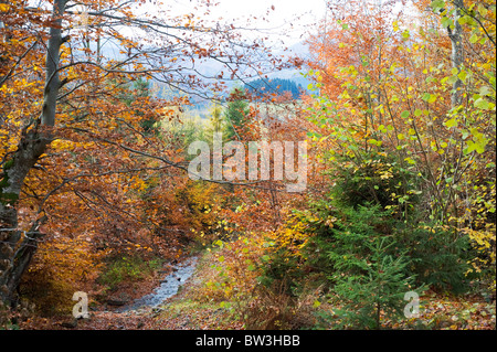 Autunno bello e mite foresta nella montagna dei Carpazi. L'Ucraina Foto Stock