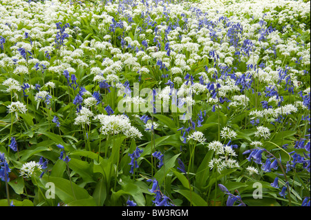 Aglio selvatico Allium ursinum su chalkland Foto Stock