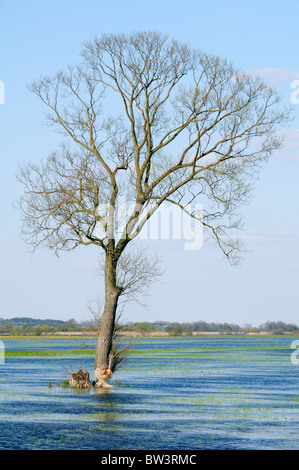 Isolato salice bianco (Salix alba) con base di tronco quasi masticato attraverso da Eurasian castoro (Castor fiber), Polonia. Foto Stock