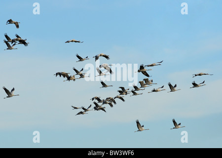 Comune / gru eurasiatica (grus grus) in volo sopra il Lac du Der-Chantecoq, Francia, una migrazione importante punto tappa, Ottobre. Foto Stock