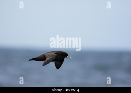 Bianco-chinned petrel volando sul mare Foto Stock