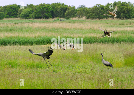 Eurasian / gru comune coppia (grus grus) e germani reali (Anas platyrhynchos) di decollare da un prato. Norfolk Broads, UK, Giugno. Foto Stock