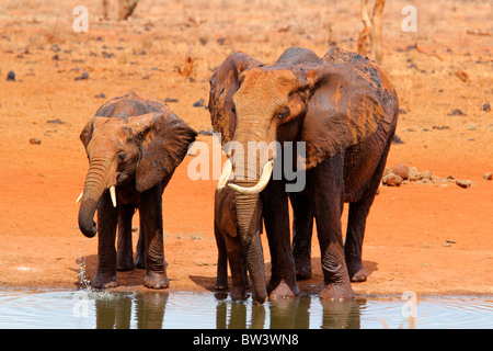 Famiglia di elefanti di bere in un pool Foto Stock