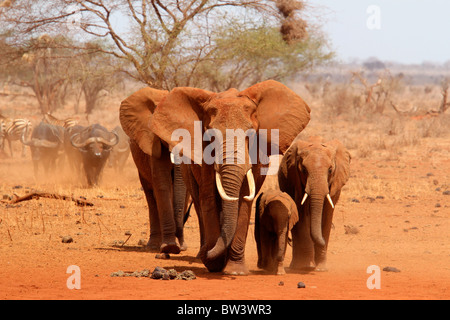 Gruppo di elefanti a piedi Foto Stock