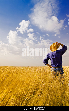 L uomo si affaccia su campo di vento-soffiato grano maturo, vicino a La Salle, Manitoba, Canada Foto Stock